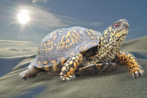 Гоняюсь по пустыне